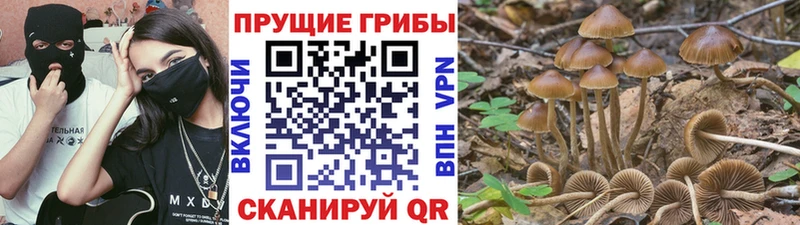 Купить закладки  Алатырь  Псилоцибиновые грибы Cubensis 